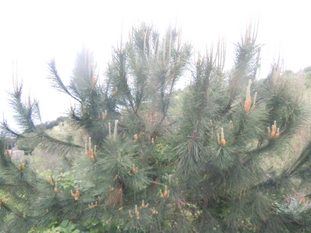 Albero da identificare...Pinus?